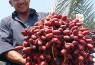 网红椰枣,甜蜜健康新宠，带你领略中东古树的馈赠